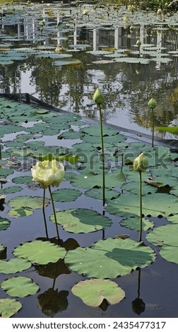 A glimpse of serenity in the garden, where partially bloomed lotus flowers paint a picture of nature's unfolding beauty