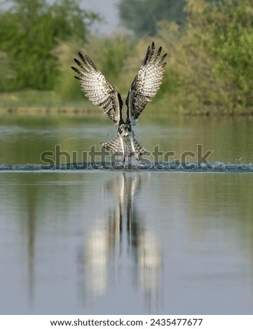 Sea Hawk one of the rare birds flying over sea for hunting fishes Royalty-Free Stock Photo #2435477677