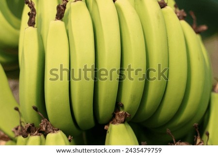 Bunch of green bananas on the tree in the garden, stock photo