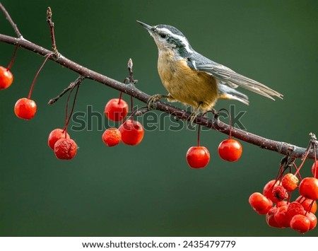 Red Breasted Nuthatch perches on branch with red berries in clumps. A clean blurry background makes a great natural backdrop for this wildlife scene. Great details on birds feathers and face.