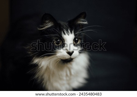 Cat Animal Creature Background Nature Love Pet Kitten JPG HD Picture Design Material Dog furry