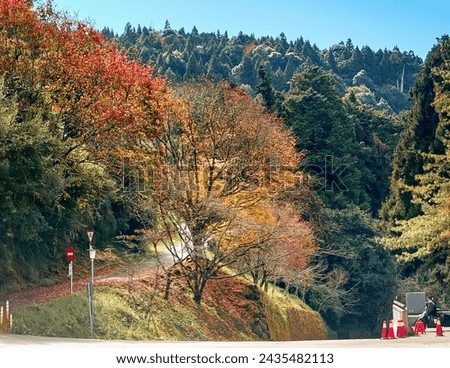 Colorful autumn vibes at the entrance of Alishan forest recreational park , central southern Taiwan. The road signs on the left indicate to drivers yield and entrance into the upper road is forbidden.