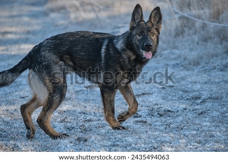 Beautiful German Shepherd dog playing in a meadow on a sunny day in Skaraborg Sweden.