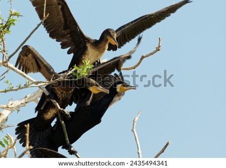 Cormorants at Delta of Danube Romania
