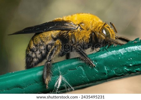 a beautiful macro photo of a wild bee resting in the shade at the local nature reserve
