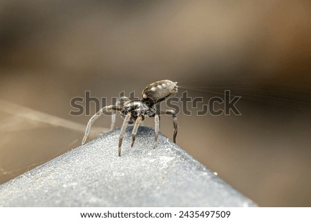 a beautiful macro photo of a baby jumping spider waiting  for a wind draft to carry him away photo was taken at the local nature reserve in northern israel
