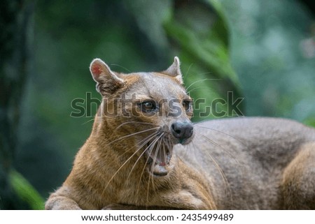 The fossa (Cryptoprocta ferox) is resting on the tree. 
A cat-like,  the largest mammalian carnivore on the island of Madagascar. Royalty-Free Stock Photo #2435499489