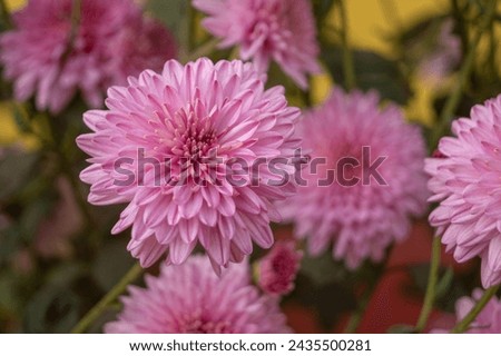 Vibrant chrysanthemum or guldaudi flower photo capturing nature's beauty with intricate petals, vivid hues, and a mesmerizing display of floral elegance.