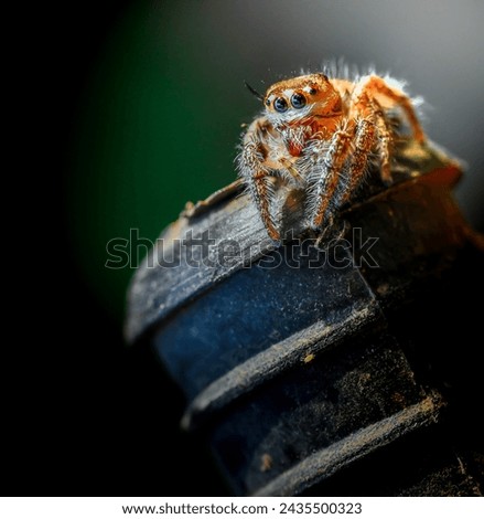a close up picture of spider 
