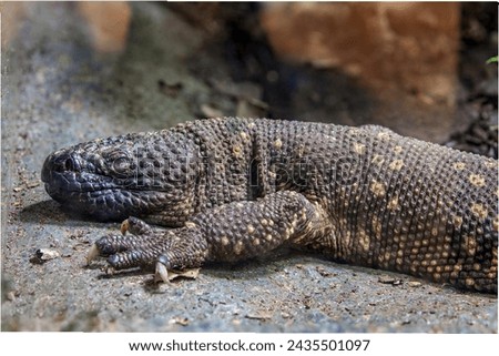 The Mexican beaded lizard (Heloderma horridum) is a species of lizard in the family Helodermatidae, one of the two species of venomous beaded lizards found principally in Mexico and southern Guatemala Royalty-Free Stock Photo #2435501097