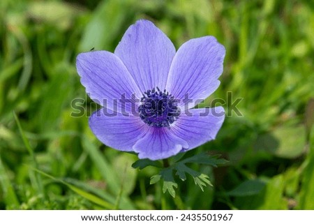 Beautiful wild purple Anemones growing in wooded areas and open meadows in Israel
