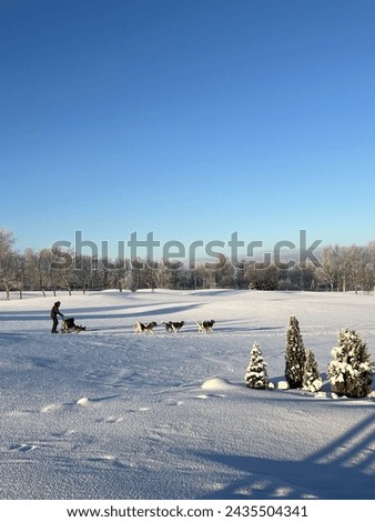 
Husky Dog Sled Ride in Snowy Russia dog sledding, sledding, huskies, winter, snow sled dog team, mushing, dogs pulling sled, snow covered trees