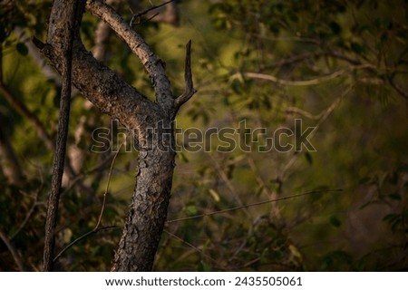 Tree Trunk resemble hand clicked using Nikon Z6 II Royalty-Free Stock Photo #2435505061