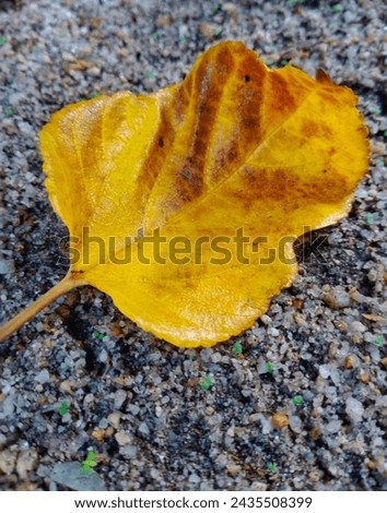 Yellow leaf on the ground 