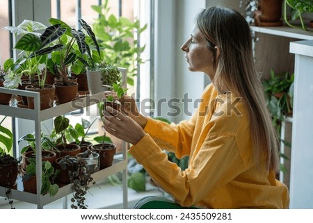 Caring woman plant lovers grows rare houseplants at home. Decor shelf wide variety potted plants. Interested female holds Pilea sprout in small pot. Hobby concept Royalty-Free Stock Photo #2435509281