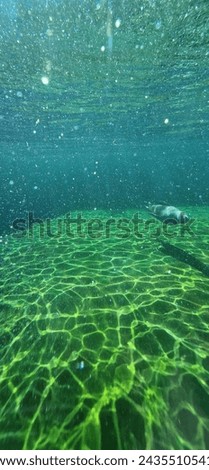 eared seal, otariid, or otary is any member of the marine mammal family Otariidae, one of three groupings of pinnipeds. They comprise 15 extant species in seven genera (another species became extinct Royalty-Free Stock Photo #2435510541