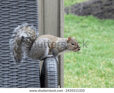 The common Eastern Gray Squirrel found in Midwest on arm of chaise lounge.