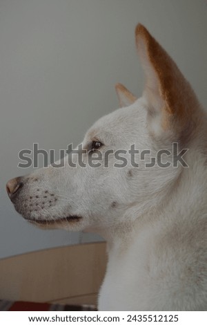 A picture of a white dog.