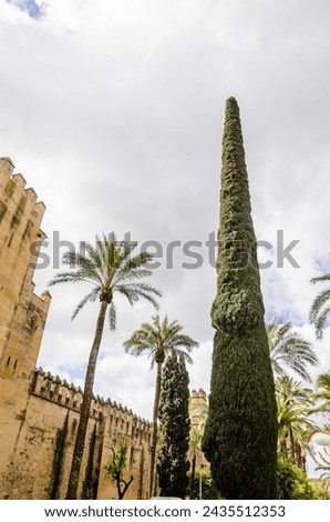 Cupressus sempervirens, the Mediterranean cypress, is a species of cypress native to the eastern Mediterranean region Royalty-Free Stock Photo #2435512353