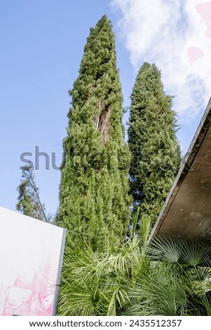 Cupressus sempervirens, the Mediterranean cypress, is a species of cypress native to the eastern Mediterranean region Royalty-Free Stock Photo #2435512357