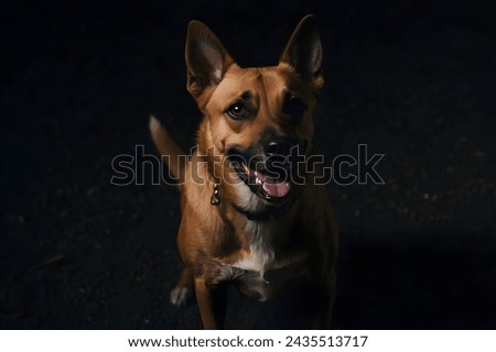 A dog in dark, Dog image.