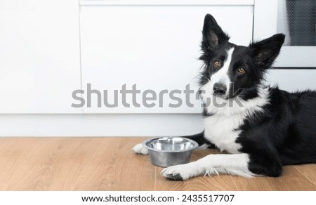 Portrait of a sad hungry black and white border collie with a metal bowl against the background of a white kitchen. Life with dog. Food for dogs concept