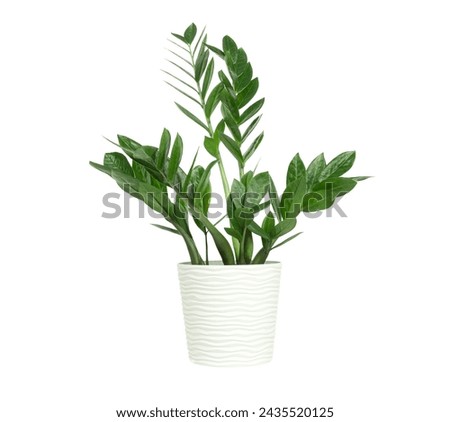 Isolated young zamioculcas with green glossy foliage in white pot. Isolated plant in pots for interior Royalty-Free Stock Photo #2435520125