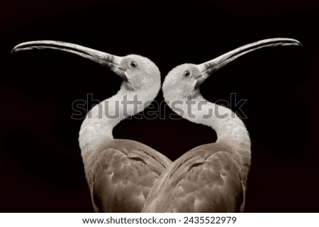 Black and white two beautiful flamingo bird closeup face with big beak on the black background Royalty-Free Stock Photo #2435522979