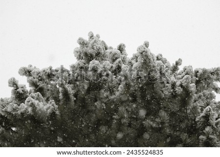The accumulation of snow on the top branches of a white pine tree