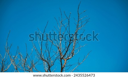 Nature Photography : Life : Dried tree in blue sky
