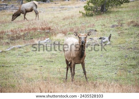 Elk female grazing in Yellowstone National Park during autumn in Wyoming, USA