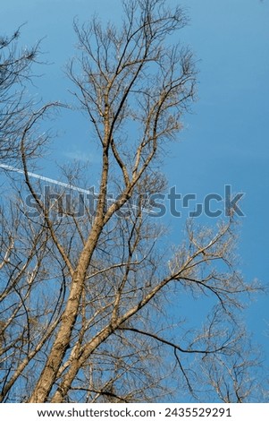 Bright blue late winter sky. View to the tree crown to all the branches, still leafsless. Lednice, Morava, Czech republic.