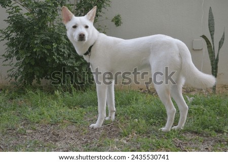 A picture of a Jindo dog.