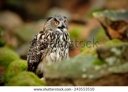 Big Eurasian Eagle Owl, Bubo bubo, with open bill on the rock with green moss.