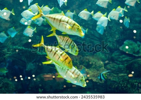 Gnathanodon speciosus vertical black stripes yellow fish vertical black stripes