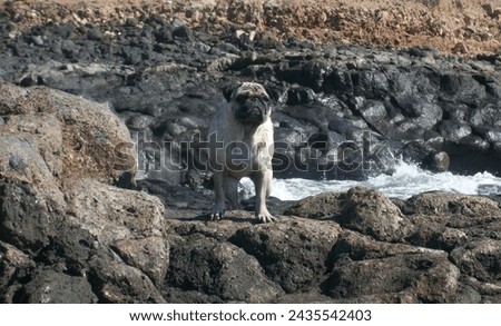 Pug standing on volcanic rocks near ocean