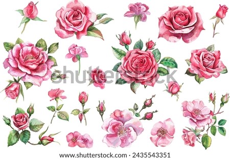 watercolor pink rose flower bouquet, watercolor vector illustration, botanical painting