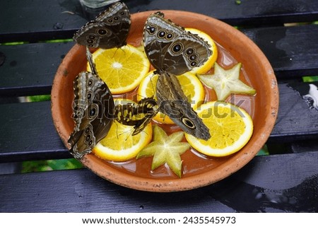 Butterflies feasting on a fruit tray