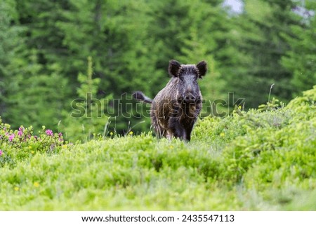 WILD BOAR IN THE FOREST Royalty-Free Stock Photo #2435547113