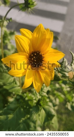 Sunflower in morning image focussed shot