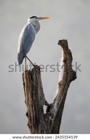 Grey Heron - Ardea cinerea, large common gray heron from worldwide lakes and rivers, Nagarahole Tiger Reserve, India. Royalty-Free Stock Photo #2435554139