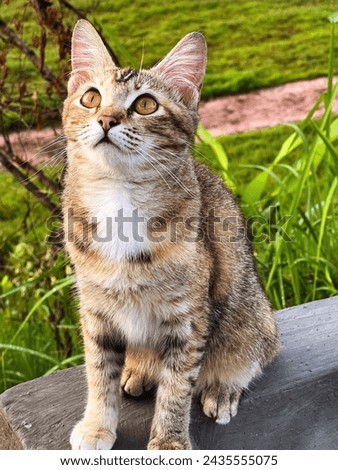 A stunning female tabby cat gazes upward at the sky, her captivating eyes filled with wonder and curiosity. Royalty-Free Stock Photo #2435555075