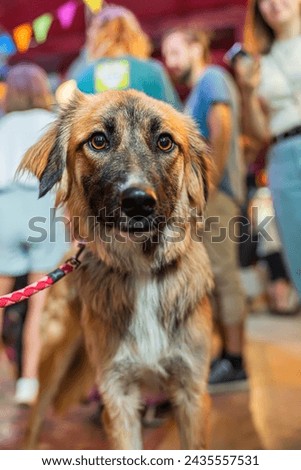 Portrait of a dog on the party indoors with people celebrating bokeh background Royalty-Free Stock Photo #2435557531