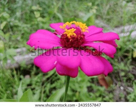 
The red flower is very enchanting, the petals bloom beautifully and are yellow