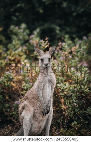Kangaroo Wallaby is hiding in the grass on the shore of the lake. Australian wildlife. Queensland