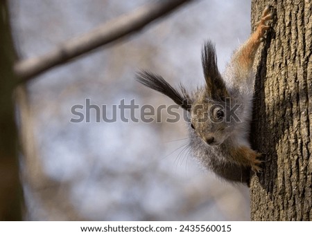 Squirrel in the park. A small furry animal comes down from a tree.