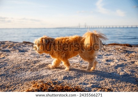 Small dog in sideview walking at the beach at sunset, with the sea in the background warm and soft colours