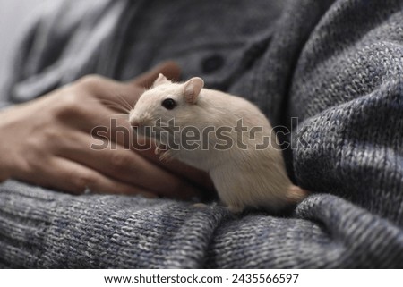 Pet gerbil, walk on their owners arm and hand