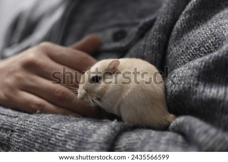 Pet gerbil, walk on their owners arm and hand