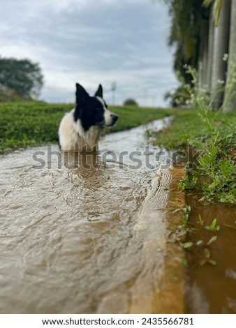 Picture of doggy in the water flood